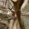 野鳥を探して　シジュウカラ