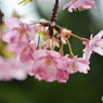 如月花ー15
