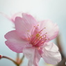 如月花ー16