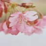 河津桜　2