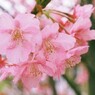 河津桜　3