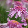 DSC00250