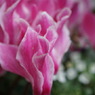 DSC00286