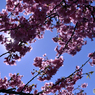 桜漏れ日