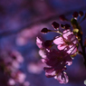 浮かび上がる、桜形