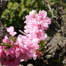 DSC00383