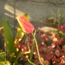 DSC00681