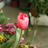 DSC00683