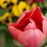 DSC00684