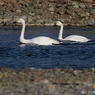 Swan