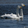 Swan