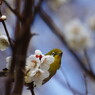 野鳥を探して　メジロ