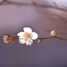 春陽（はるひ）２：写真句