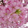 如月花ー19