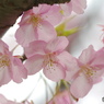 如月花ー21