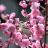 梅だらけ