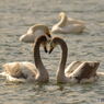 LOVE 愛