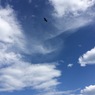 トンビと若者