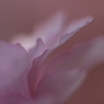 八重桜