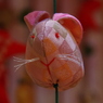 傘福のうさぎ-12