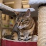 猫カフェにて (1)
