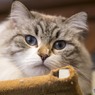 猫カフェにて (4)