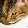 猫カフェにて (5)