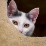 猫カフェにて (6)