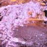 Sakura freeze