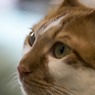 猫カフェにて (8)