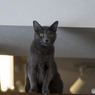 猫カフェにて (9)