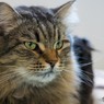 猫カフェにて (10)