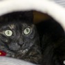 猫カフェにて (11)