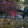石神井公園　梅