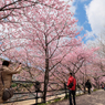 河津桜祭り