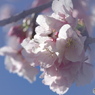如月花ー31