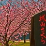 ジョー山下の桜