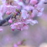 早春時間