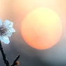 夕香散見草