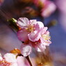 春を探して　河津桜　Ⅲ