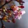 春を探して　河津桜　Ⅳ