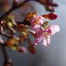 春を探して　河津桜　Ⅳ