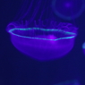 発光するオワンクラゲ