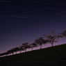 桜並木と星空