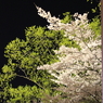 夜桜