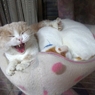 欠伸しながらの伸び...（＝ΦωΦ＝）