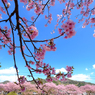 河津桜祭り
