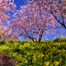 菜の花と河津桜