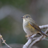 ルリビタキ（♀型）