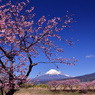 沼川の桜